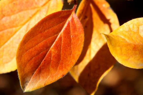 autumn-leaves-close-up-600x400