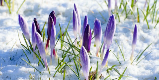 spring-flower-and-snow