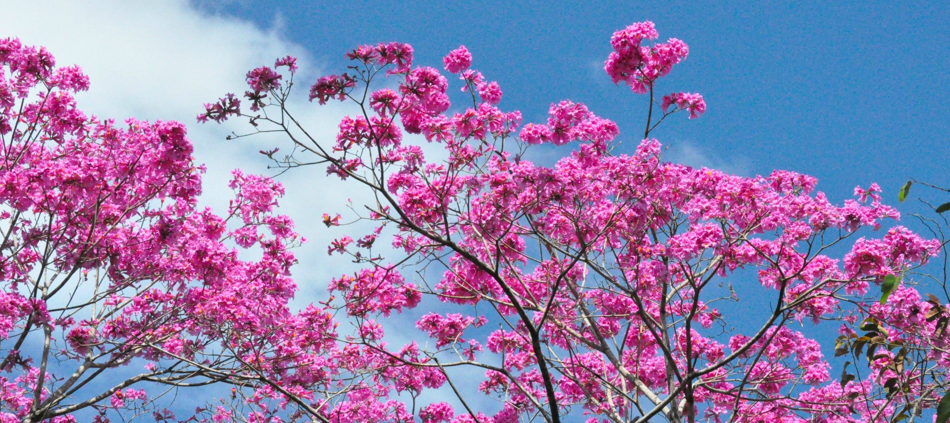 flowering tree