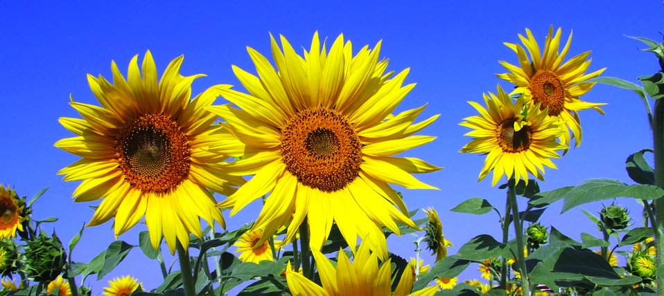 sunflowers-268015_960_720