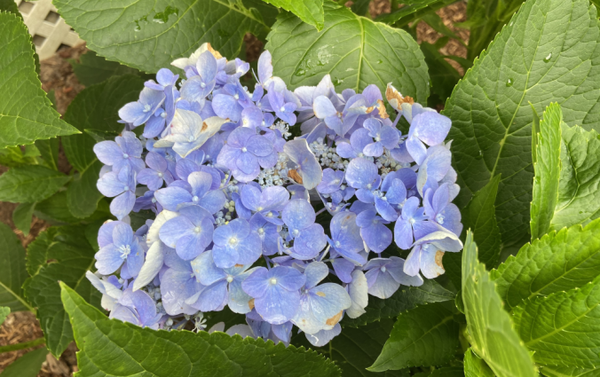 hydrangea
